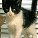 cute cat animation