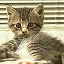 cute cat animation
