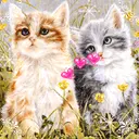 cute cat animation