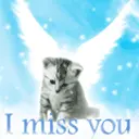 cute cat animation