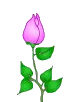 Blooming Flower