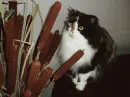 Cat -Butterfly