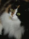Cat-Blinking