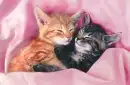 cute kitties