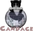 Candace cat