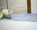 Running Cat