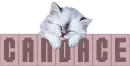 Candace sleeping cat