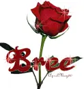 red rose bree
