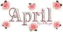 pink roses april