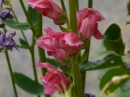 snapdragons snap dragons
