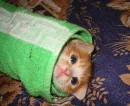 kitten burrito