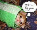kitty burrito