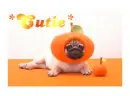 cute dog