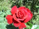 Lovable Red Rose