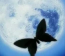 hell butterfly