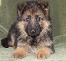Pup's Tag