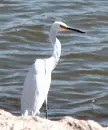animated water