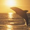 Dusky Dolphin