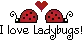 love ladybugs