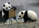 panda
