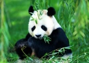 panda