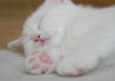 Sleeping Beauty!
