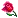 mini rose