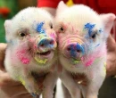 oink oink =)