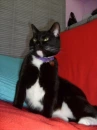 Lulu