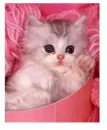Cute kitten (pink)