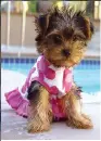 cute yorkie