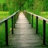 nature - bridge