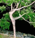 NATURE'S ART
