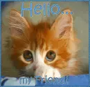 Hello my friend. gif