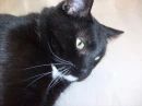 lulu