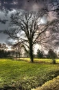 old tree