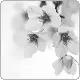cherry tree white flowers