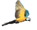 animated macaw