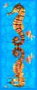 Seahorse