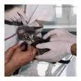 Animal testing 