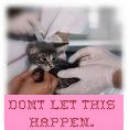 Animal testing 