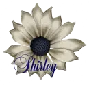 Shirley