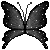 black butterfly