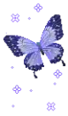 purple butterfly