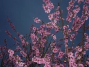 Flowers and the morning sky