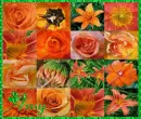 Amy floral