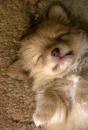 zzzz....