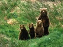 family bear