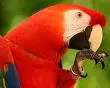 cute parrot