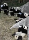 baby panda